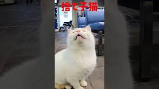 なんでボクを捨てたの‼️捨て猫のチビちゃんが泣く #shorts