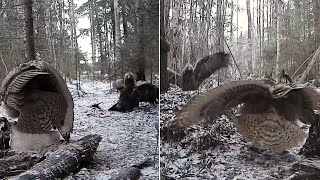 PETOLINTULIVE~ 😮☹️ Golden Eagle versus Eurasian Eagle owl- A short fight ~10:49 am 2024/12/08