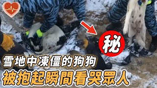 冰天雪地中凍僵的流浪狗，被志工救助卻不願離開，奮力抱起後人們竟看到震撼一幕！【流浪狗 餵養 救助 母愛 驚喜 送養 奶狗】