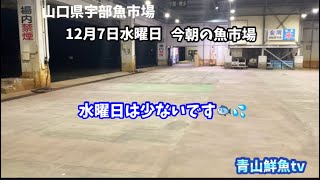 【水曜日は少ないです🐟】【水曜日中休み】今朝の魚市場12月7日水曜日の水揚げ状況