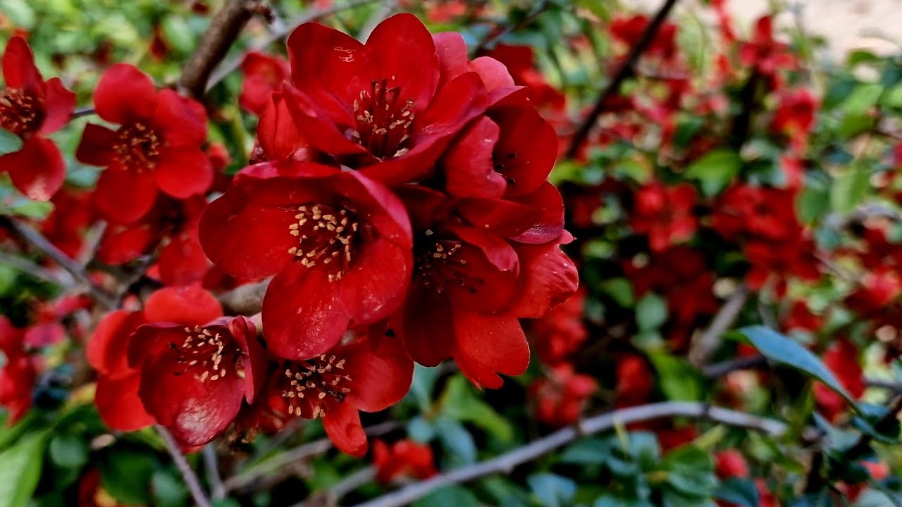 Spring Flowers Youtube