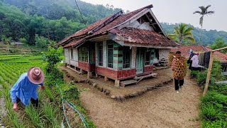 Wow.. ‼️ Ngintip Kehidupan Kampung Ciawi Di Kelilingi Pesawahan