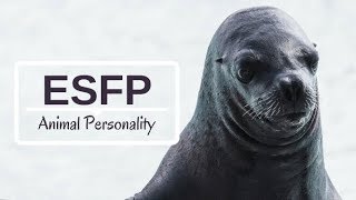 ESFP Animal Personality - Myers Briggs Personality Type