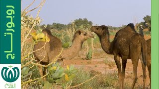 مراعي ولاية إيليزي..حاضنة للثروة الحيوانية