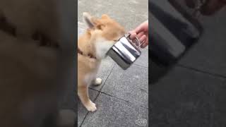 【柴犬柚子】貪吃的小柴犬 吃到臉都不見了 只露出圓圓的頭 超可愛！