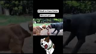 Pitbull Vs Cane Corso