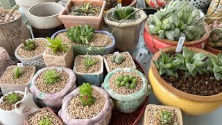 Haworthia Plant Haul- Adding more to my collection