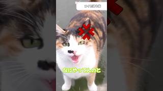 氷が張った池のコイが食べたい猫　 #動物 #海外 #衝撃映像　#shorts