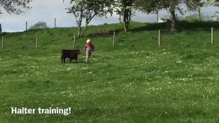 Halter training show cattle