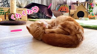 子猫がくねくねしちゃって可愛い【短足マンチカン ひな子】