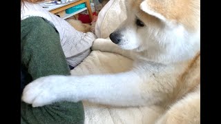 秋田犬・つばき かまって攻撃！ Japanese Akita dog Tsubaki / Акита