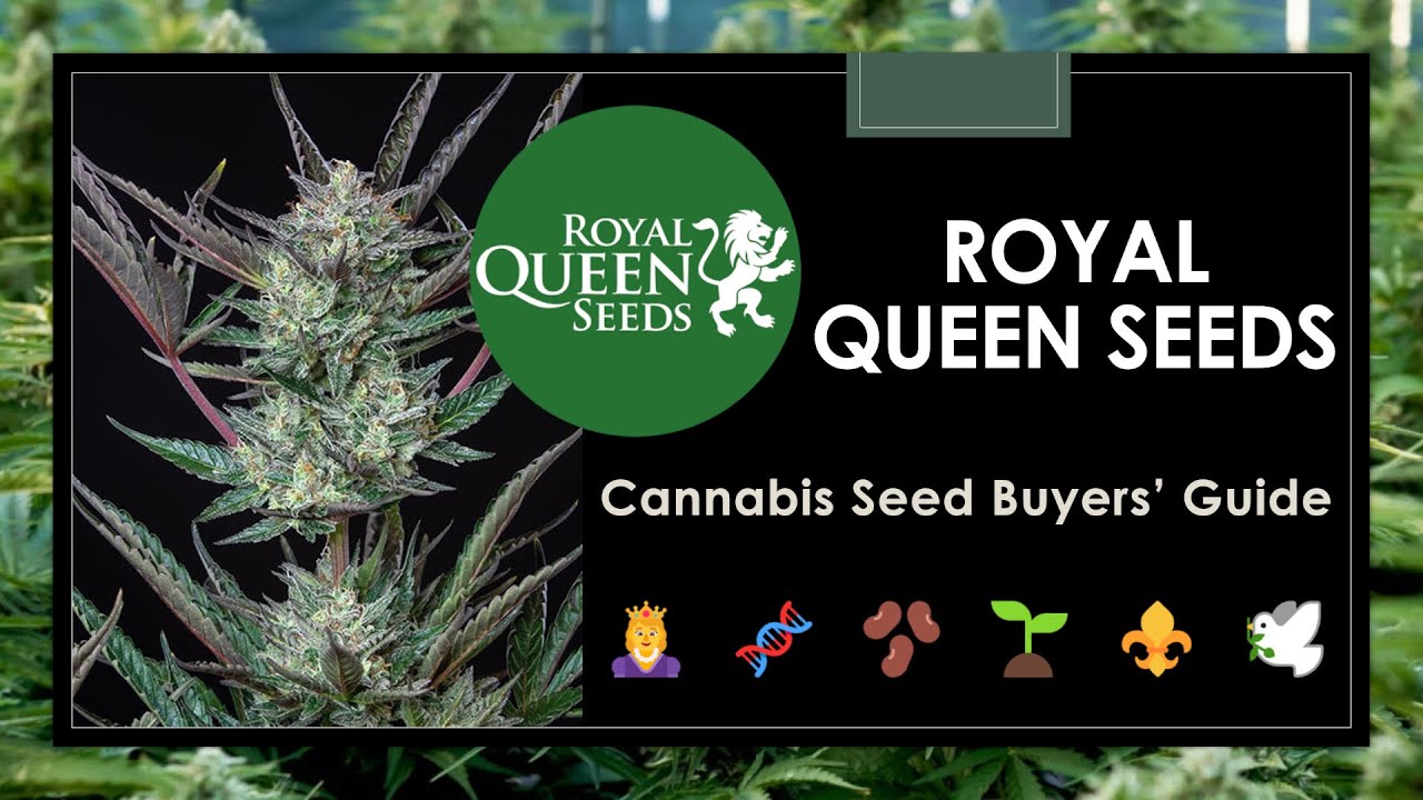 20 Best Royal Queen Seeds Strains: Buyers' Guide - YouTube