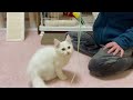 子猫の狩猟本能を刺激してみた【stimulated louis s hunting instinct】