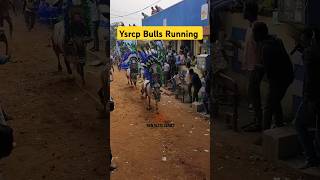 YSRCP BULLS 💙 Mass Entry 🔥 Dornakambala Jallikattu 🤩#jallikattu2025#runwithvinay#ysrcp#ycpbulls