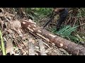 Kerja Menebang Pokok Rumbia Sebagai Sumber Pendapatan Penduduk Kampung/ Cutting Sago Palms.