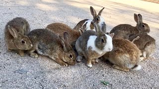 Let the wild rabbits of Rabbit Island soothe your soul! [Japan]