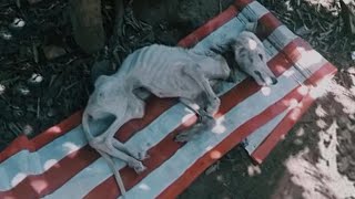 My Heart Was Broken When A Starved Puppy Collapsed But Tried To Lift His Head \u0026 Smile To Rescuer...