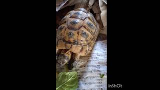 最愛の家族のノコノコです❤🐢❤　　　　　　This is Nokonoko from my beloved family ❤🐢❤