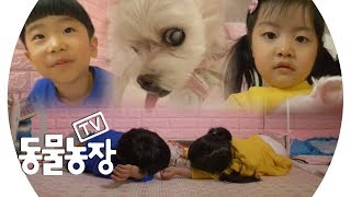 [감동] 사랑의 힘으로 걷게 된 ‘제리’와 ‘승유·희주’ 남매 @TV 동물농장 20190505