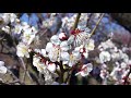 ume blossom in kairakuen japanese garden ibaraki ᴴᴰ ● 偕楽園 水戸 茨城県