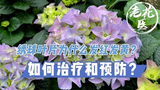 【养花必懂小知识】绣球叶片为什么发红和发黄？如何治疗和预防？Tips and tracks for yellow or red leaves Hydrangea.