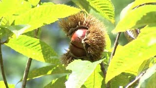 厳しい残暑の中 さぬき市で秋の味覚クリの収穫が始まる　14日からは「栗おこわ」の販売も【香川】