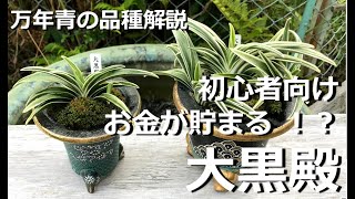 【万年青の品種解説　大黒殿】お金が貯まるといわれるお祝い万年青。《襟組》の美しさ、丈夫さが魅力の初心者にも安心な入門品種【万年青の豊明園】【Daikoku-den】