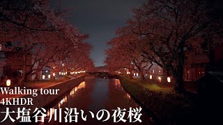 大塩谷川沿いの夜桜 福井県越前市 4KHDR