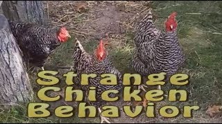 Strange Chicken Behaviors