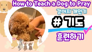 기도 하는 강아지 • 개인기 • 훈련 • Dog • Praying • How to teach (NG 모음)