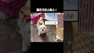 메리크리스마스🐶🎄🎅#메리크리스밍스 #행복한성탄절되세요 #산타밍 #겨울밍