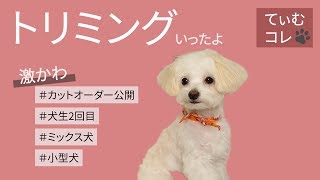 【カットオーダー公開】犬生2回目のトリミング！小型犬を可愛く変身させるオーダーとは…！？【＃026】Dog goes trimming