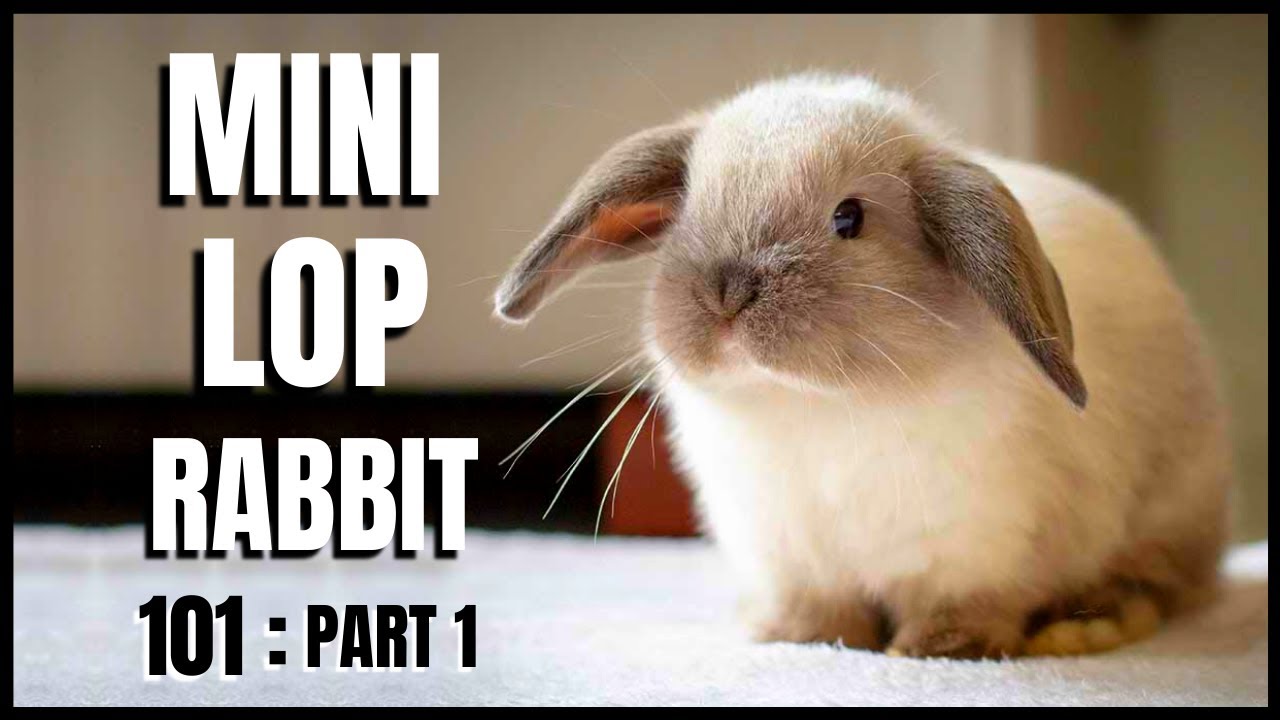 Mini Lop Rabbit 101 Part 1 Housepetscare