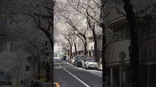 Cherry blossom 🌸 моя сладкая весна в Токио