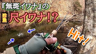 【渓流釣り】珍魚？まさかの珍しい『無斑イワナ』の尺イワナが釣れたどー！