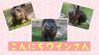 【wombat】こんにちワインさん☆(Hello, Mr.Wine)