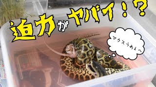 蛇がマウスを絞めつけ捕食する瞬間！？