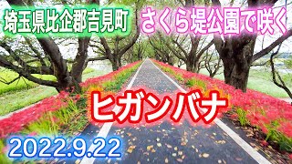 吉見さくら堤公園で見頃を迎えた彼岸花