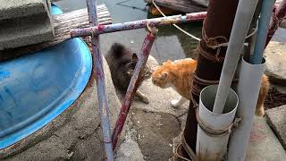 #3　【猫島】猫のケンカに遭遇　Cat island　Encounter a cat fight