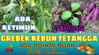 GREBEK KEBUN TERONG DAN KETIMUN PUNYA TETANGGA 🍆🥒