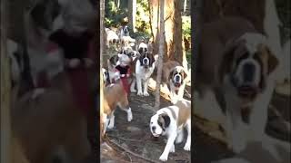 Little Red Riding Hood with 36 Saint Bernard dogs strolling through the woods.