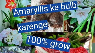 एमेरिलीस बल्ब लगाने का सही तरीका . Right way to planting Amaryllis bulb . care tips .