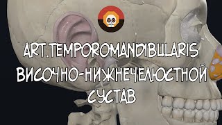 Височно-нижнечелюстной сустав (art. temporomandibularis) 3D Анатомия