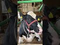 可愛い顔のお牛さん🐄