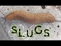 SLUGS, the snail without shell খোলস ছাড়া শামুক