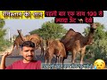 Registan ki Shaan - camel 🐪 vo bhi mere khet me #camel #registan # Thar #vlogger