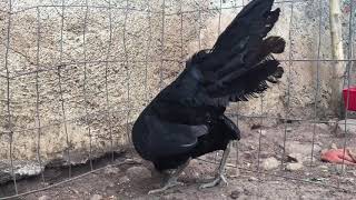 Gallina black