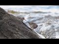 purple sandpiper