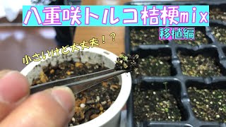 種まきシリーズ【八重咲きトルコ桔梗mix】移植編