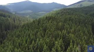 Forest Nature || white noise || calming music || relaxing piano music || Nature sounds ||